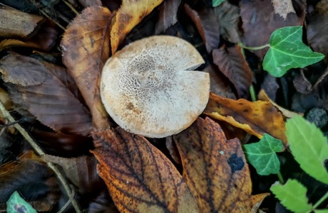 Rötender Erd-Ritterling (Tricholoma orirubens) - © Mag. Bernard Wieser